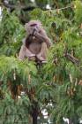 Olive Baboon