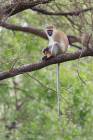 Vervet monkey