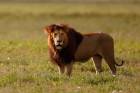 Lion King