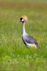 Crowned Crane