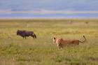 Approaching lion