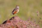 Singing Bush Lark