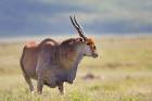  Eland Antelope