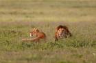 Approaching lion