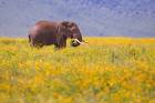 In flowers field