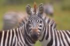 Serengeti Anomaly