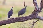 Helmeted guineafowl Couple