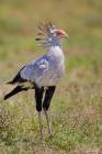 Secretary bird