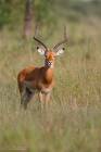 Impala male direct gaze