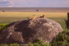 Lions Family resting on Kopje