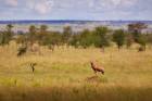 Topi on Termite Mound