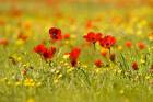 Anemones Bloom