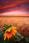 Sunflower Sunset