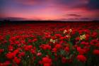 Poppies Bloom