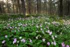 Cyclamens Bloom