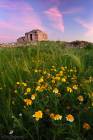 Spring bloom in deserted village