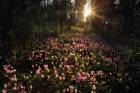Candles on FOrest Ground