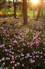 Cyclamens Bloom