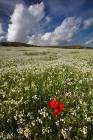 Spring Flowers Blooming