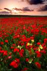 Poppies Bloom