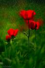 Anemones Bloom