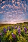 Blue Lupines Bloom