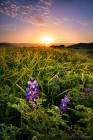 Welcome the Rising Sun