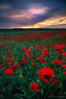 Anemones Bloom