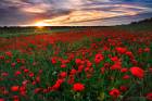 Anemones Sunset