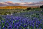 Blue Lupines Bloom