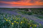 Landscape082