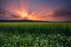 Spring Sunrays