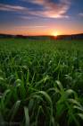 Green Field