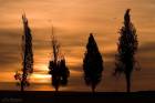 Kiparis Silhouettes