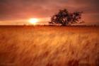 Sea of Wheat