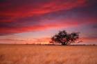 Under burning Skies