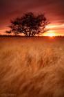 In Sea of Wheat