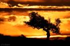 Olive Tree in Fire