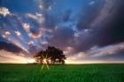 Through the Thorn Tree
