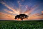 Acacia Sunset