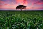 lonely Acacia