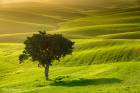 Fields of Northern Negev