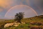 Rainbow over the Tree
