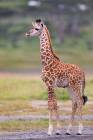 Baby Giraffe