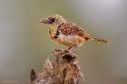 D'Arnaud's Barbet