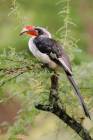 Red-Billed Hornbill