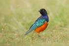 Superb Starling