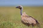 White-backed Vulture