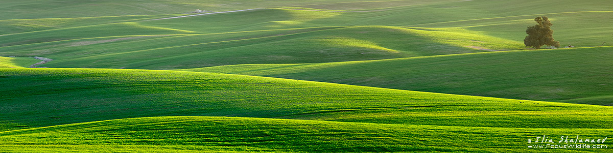 Fields of Northern Negev