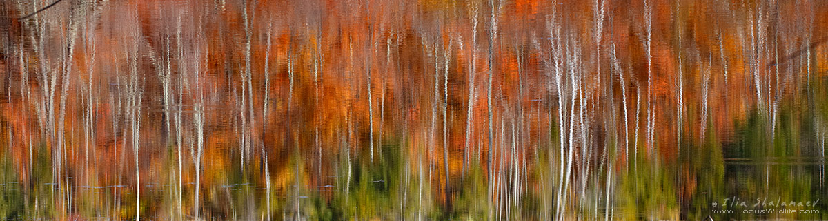 Autumn Reflection